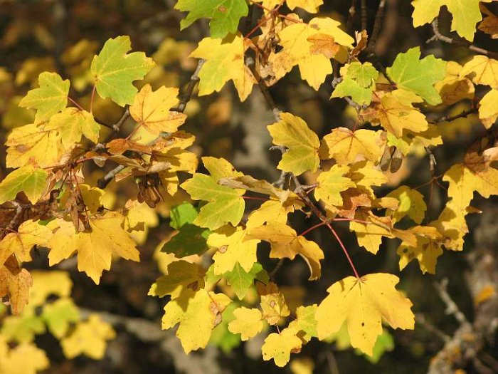 Acer granatense (3) - SUB-ENDEMISMO IBERICO